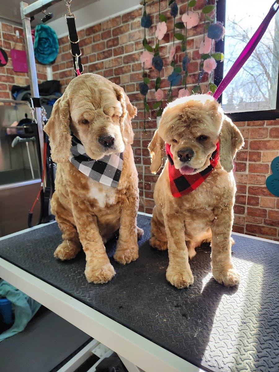 A Furever Occasion (Mobile Dog Grooming) - Mobile dog grooming in New Baltimore, MI