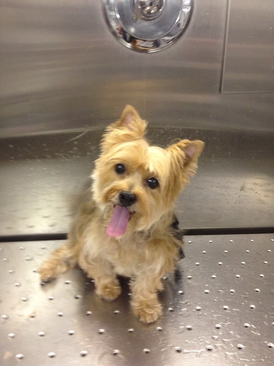 Aiken County Mobile Dog Grooming - Mobile dog grooming in Jones Crossroads, SC