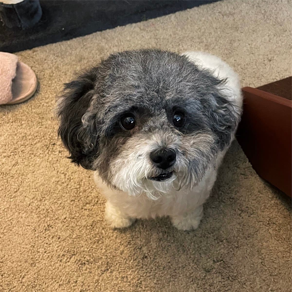 April's Furry Tail Mobile Pet Grooming Service - Mobile dog grooming in Inglewood, CA