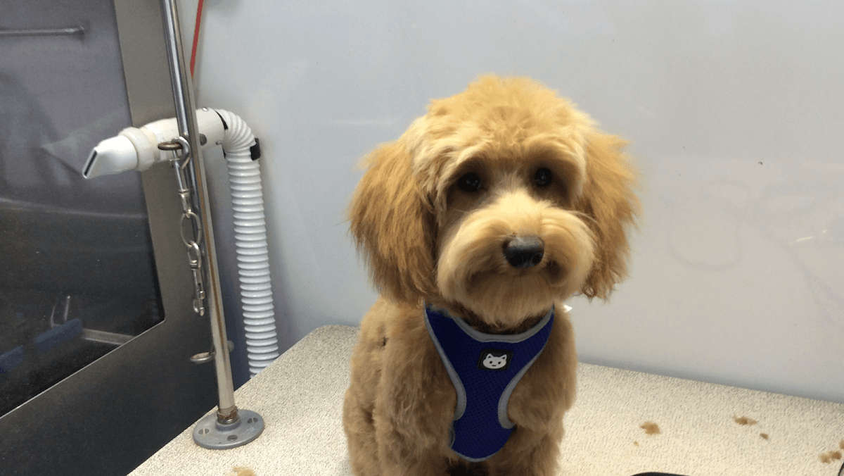 At Your Bark N' Call Mobile Dog Grooming - Mobile dog grooming in Millsboro, DE