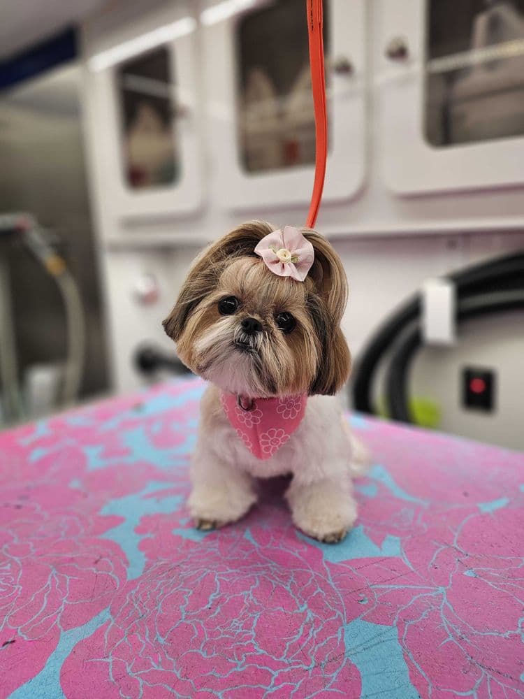 Avenue of the Paws: Luxury Mobile Dog Grooming - Mobile dog grooming in Kettleman City, CA