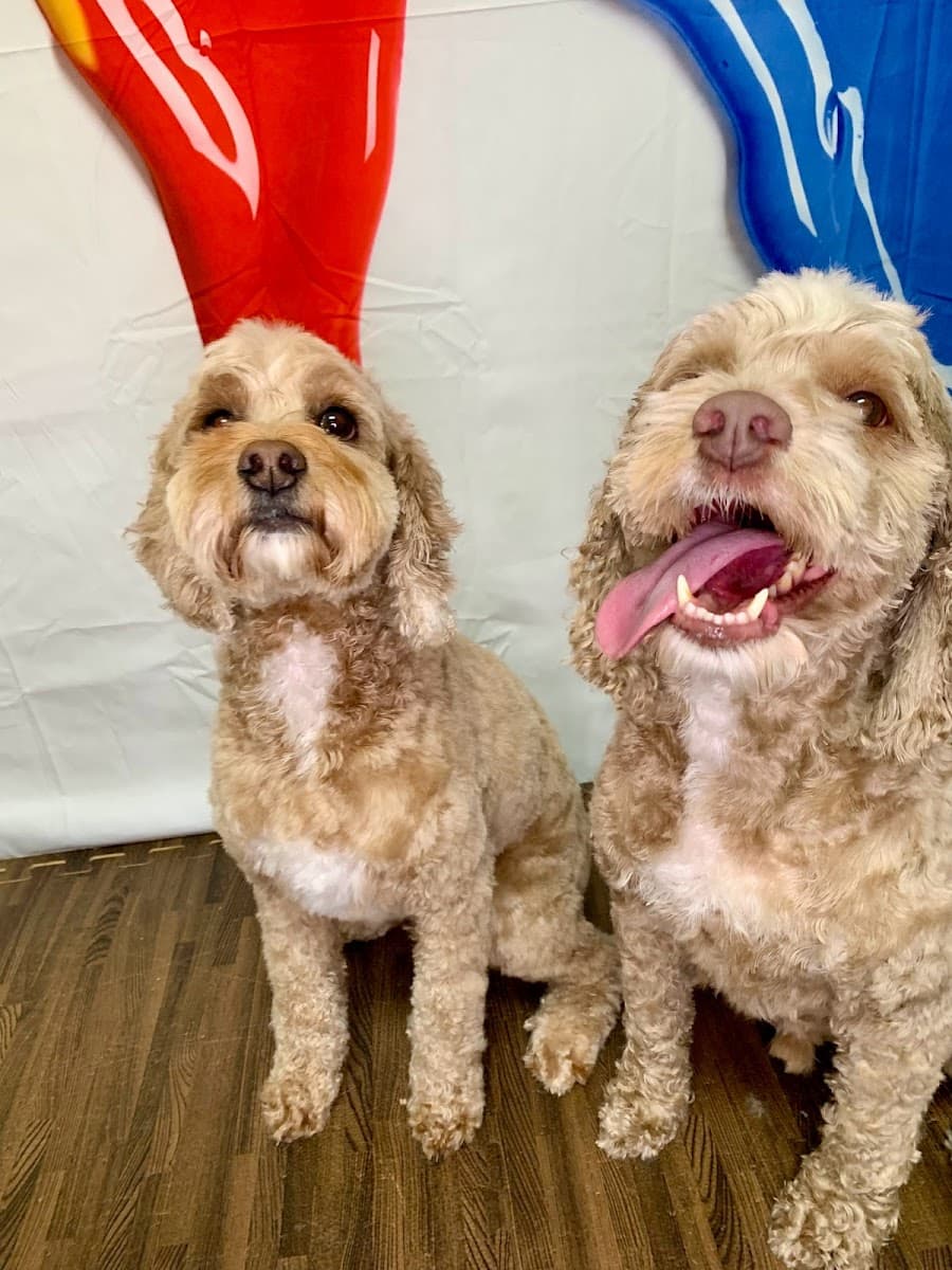 Bark at the Moon Luxury Mobile Spa by Heather Llc - Mobile dog grooming in Broken Arrow, OK