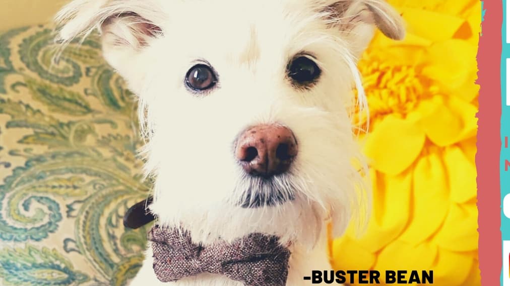 BB's Mobile Grooming and Nail Trimming - Mobile dog grooming in Bloomfield Township, MI