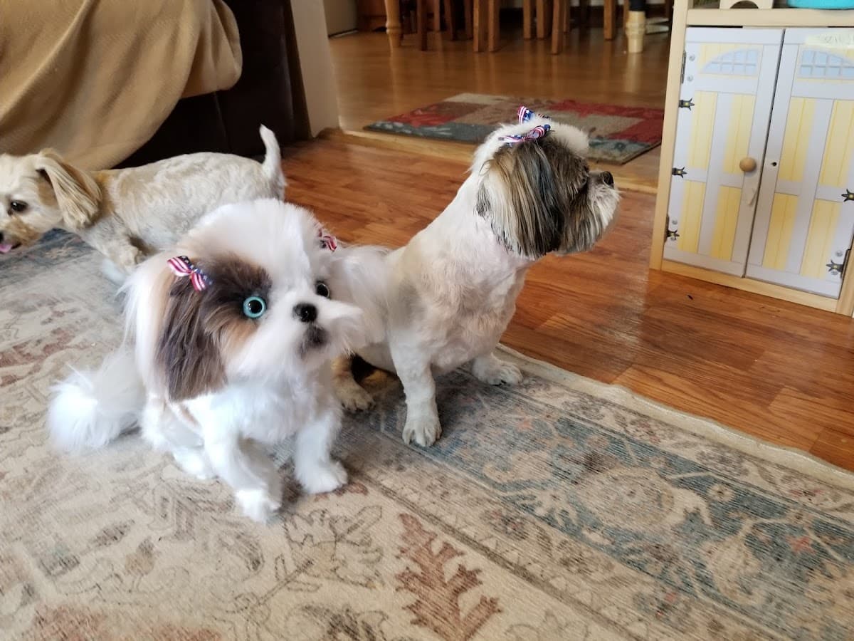 Beech Grove Pet Grooming & Jeff's Mobile Grooming Inc. - Mobile dog grooming in Beech Grove, IN