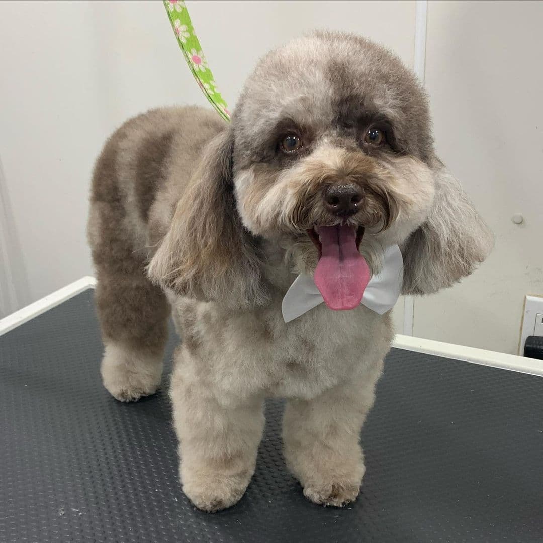 Befter Pet Grooming Mobile Service - Mobile dog grooming in Fort Lauderdale, FL