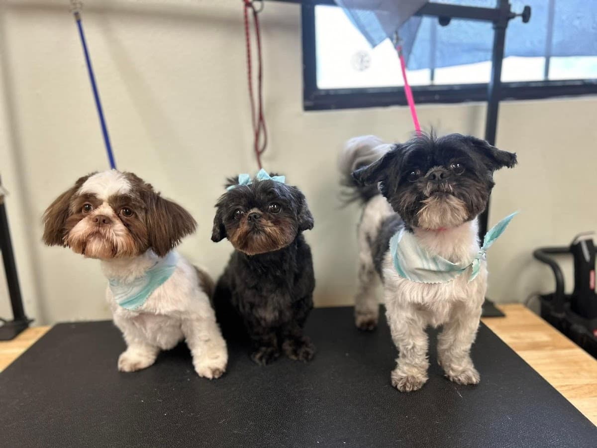 Bella and Bow's Pet Salon North Mobile - Mobile dog grooming in Saraland, AL