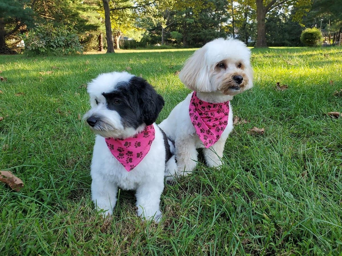 Best in Show Mobile Grooming, LLC - Mobile dog grooming in East Amwell Township, NJ