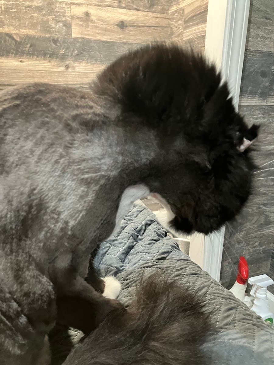 Blooming tails mobile pet zoom n groom - Mobile dog grooming in Billings, MT