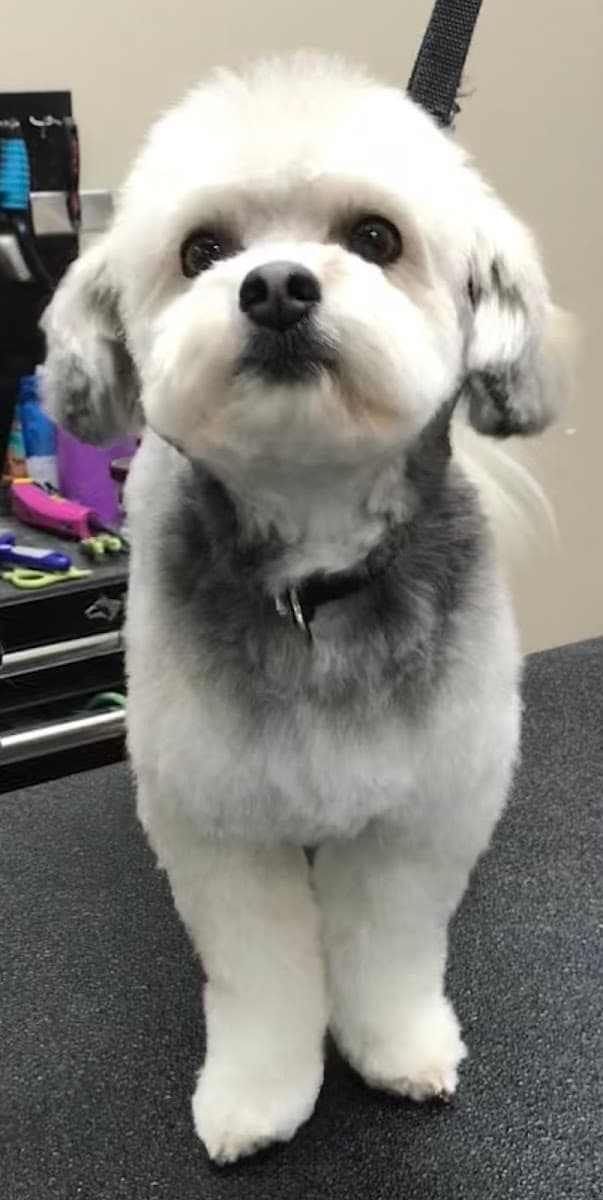 Brittany and the Beasts Mobile Pet Grooming - Mobile dog grooming in Knoxville, TN