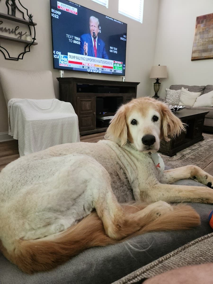 Bubbles N Bows Mobile Grooming by Jamie - Mobile dog grooming in Charlotte, NC