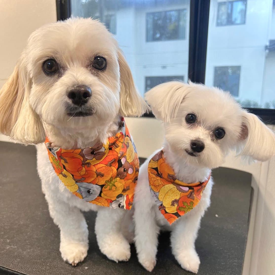 BUBBLES N' PAWS MOBILE DOG GROOMING ORLANDO - Mobile dog grooming in Windermere, FL