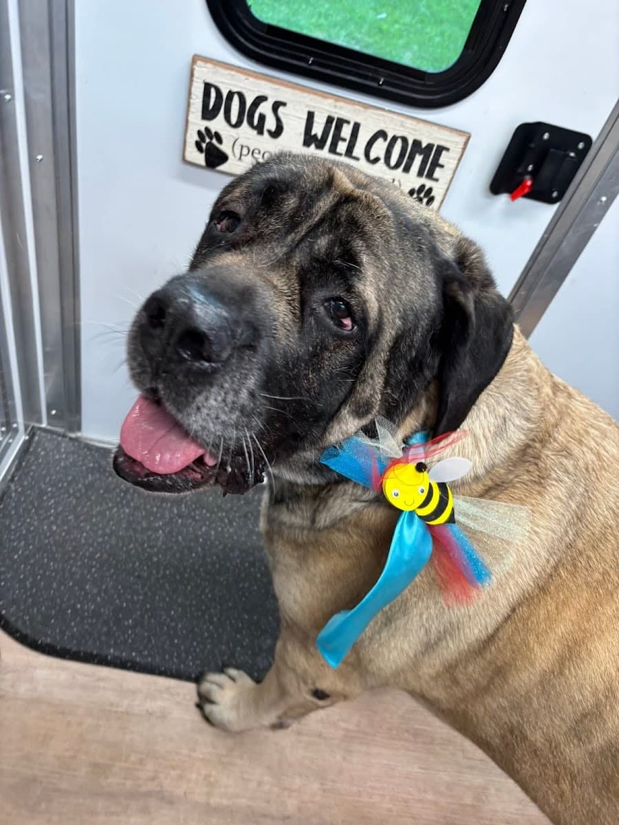 Buzzy Bees Mobile Pet Grooming and Ice Cream Paw-Lour - Mobile dog grooming in Sauk Rapids, MN