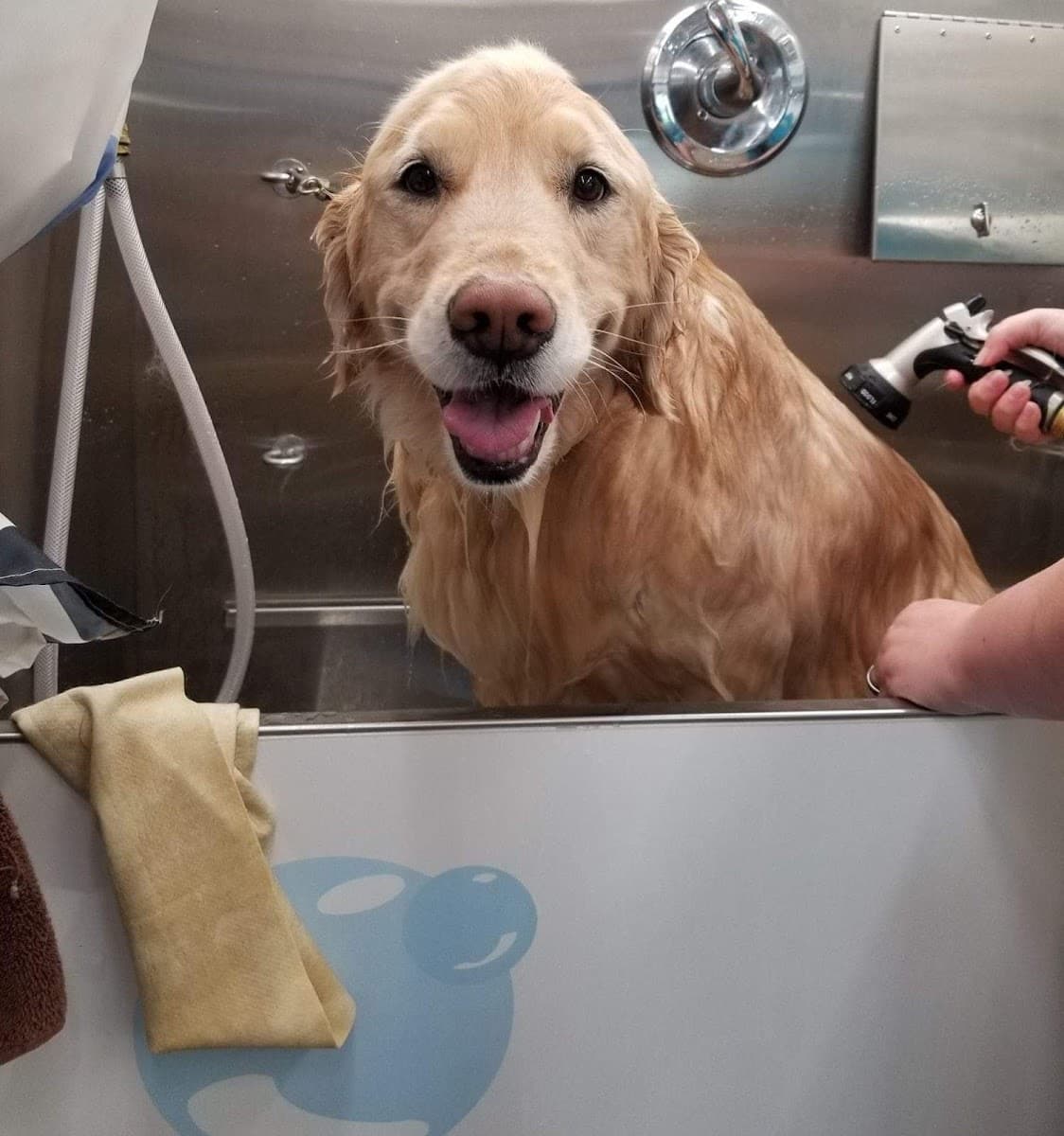 Calling All Paws Mobile Pet Grooming - Mobile dog grooming in Old Mill Creek, IL