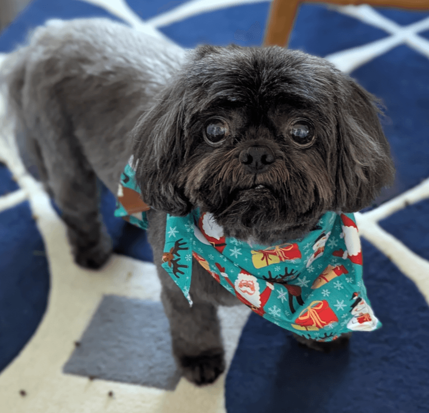 Chewookie Mobile Grooming Pet Salon LLC - Mobile dog grooming in Fredericksburg, VA