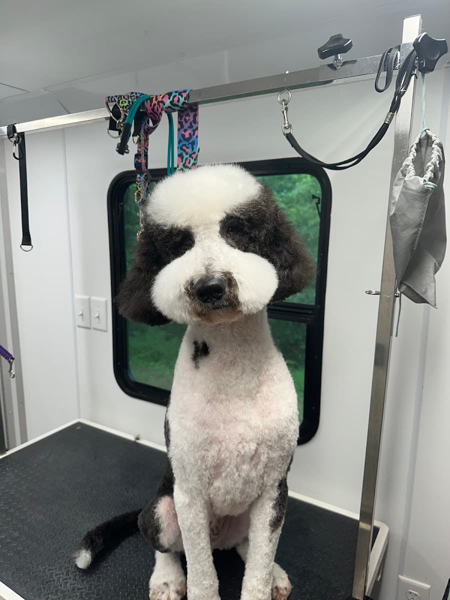 Classy Cuts Doggy Grooming LLC. - Mobile groomer - Mobile dog grooming in Alpine, AL