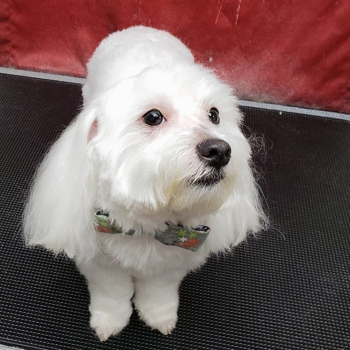 Critter Cleaners Pet Grooming Salon & Mobile Grooming - Mobile dog grooming in Newport News, VA