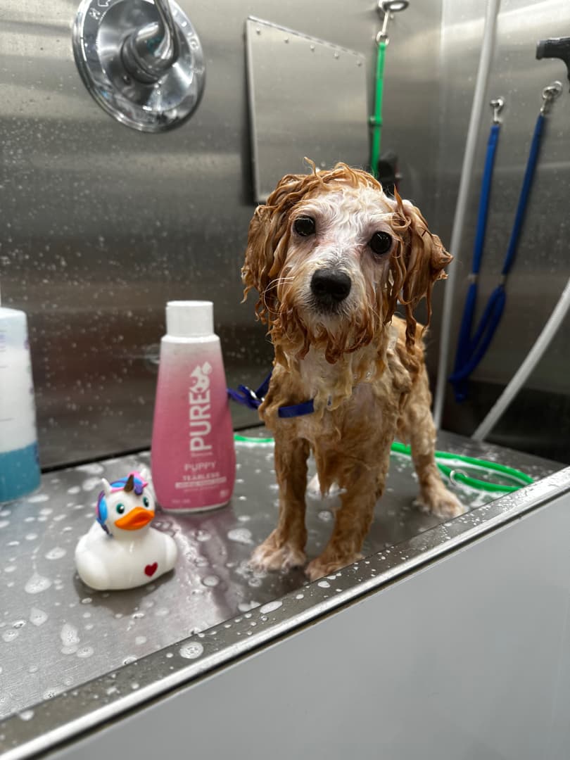 DapperTails Mobile Pet Grooming of Charlotte - Mobile dog grooming in Charlotte, NC