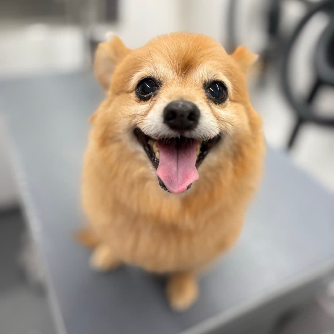 DapperTails Mobile Pet Grooming of Greater McKinney - Mobile dog grooming in Howe, TX