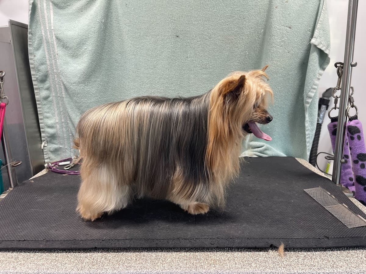 DapperTails Mobile Pet Grooming of Southwest Michigan - Mobile dog grooming in Delton, MI