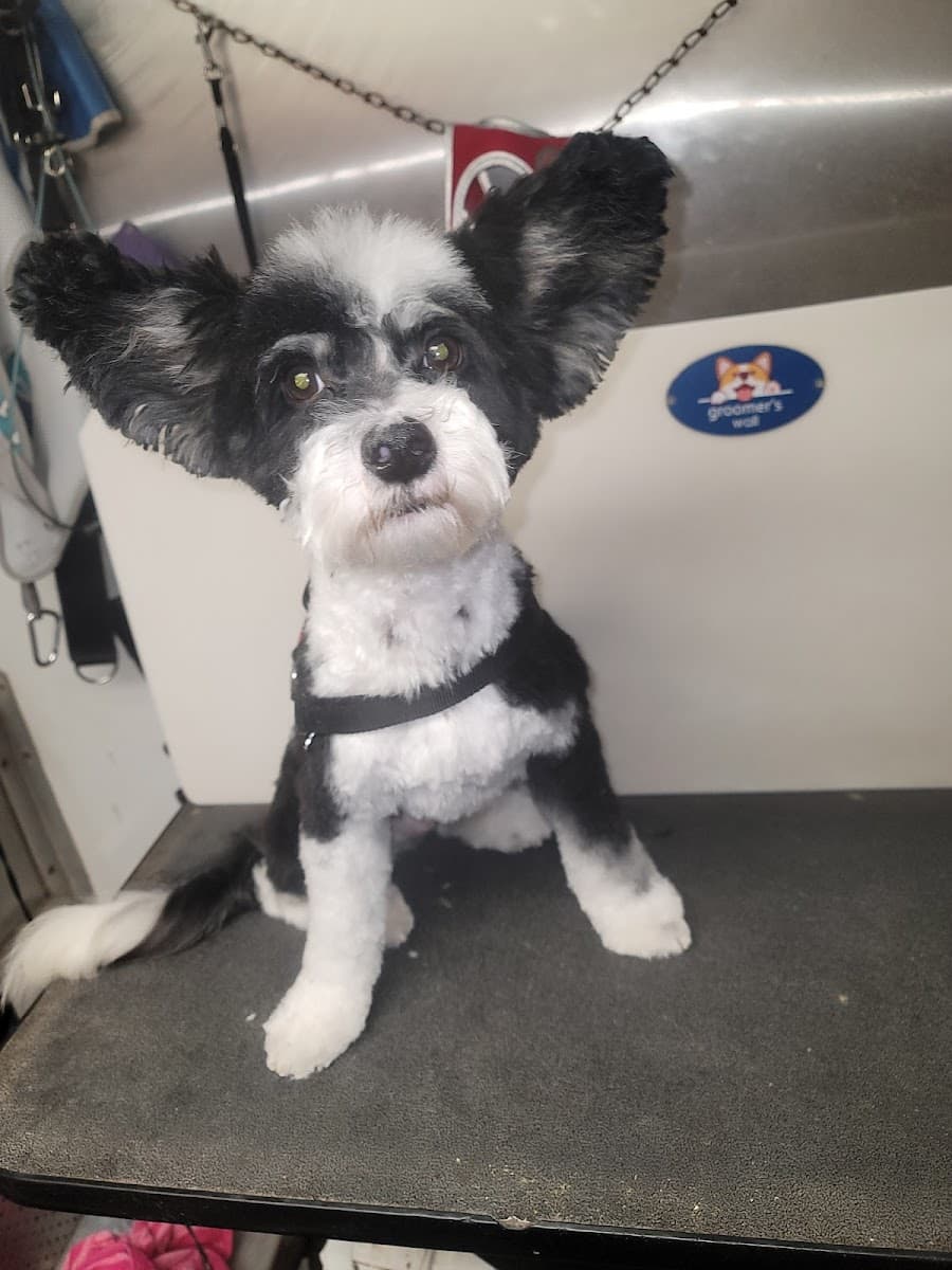 Darla's Little Rascals Mobile Grooming, LLC - Mobile dog grooming in Pittsboro, NC