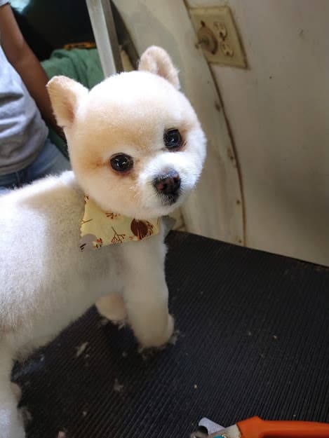 DeAana & The Big Blue Dog Mobile Grooming LLC - Mobile dog grooming in World Golf Village, FL