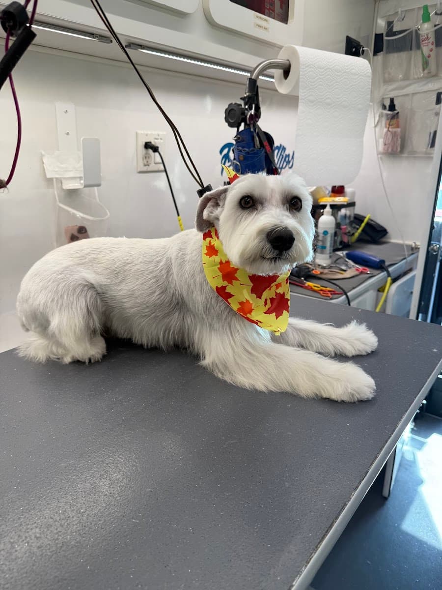 DFW Pooch Clips Mobile Grooming Service - Mobile dog grooming in Cedar Hill, TX