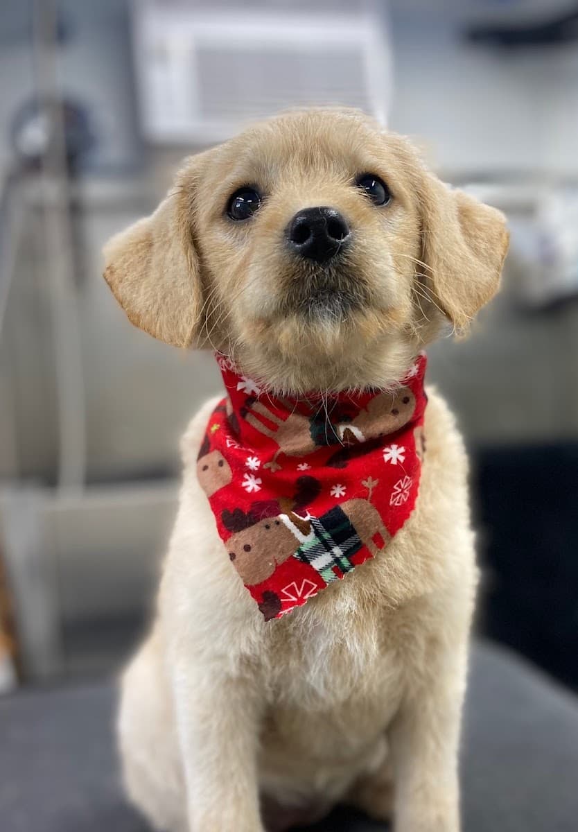 Doggie Stylez Mobile Salon & Spa LLC - Mobile dog grooming in Hellertown, PA