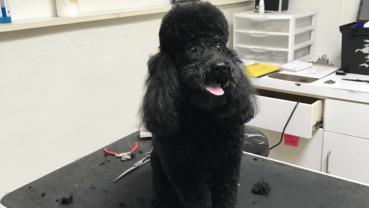 Doggie Styling Mobile dog grooming - Mobile dog grooming in Daufuskie Island, SC