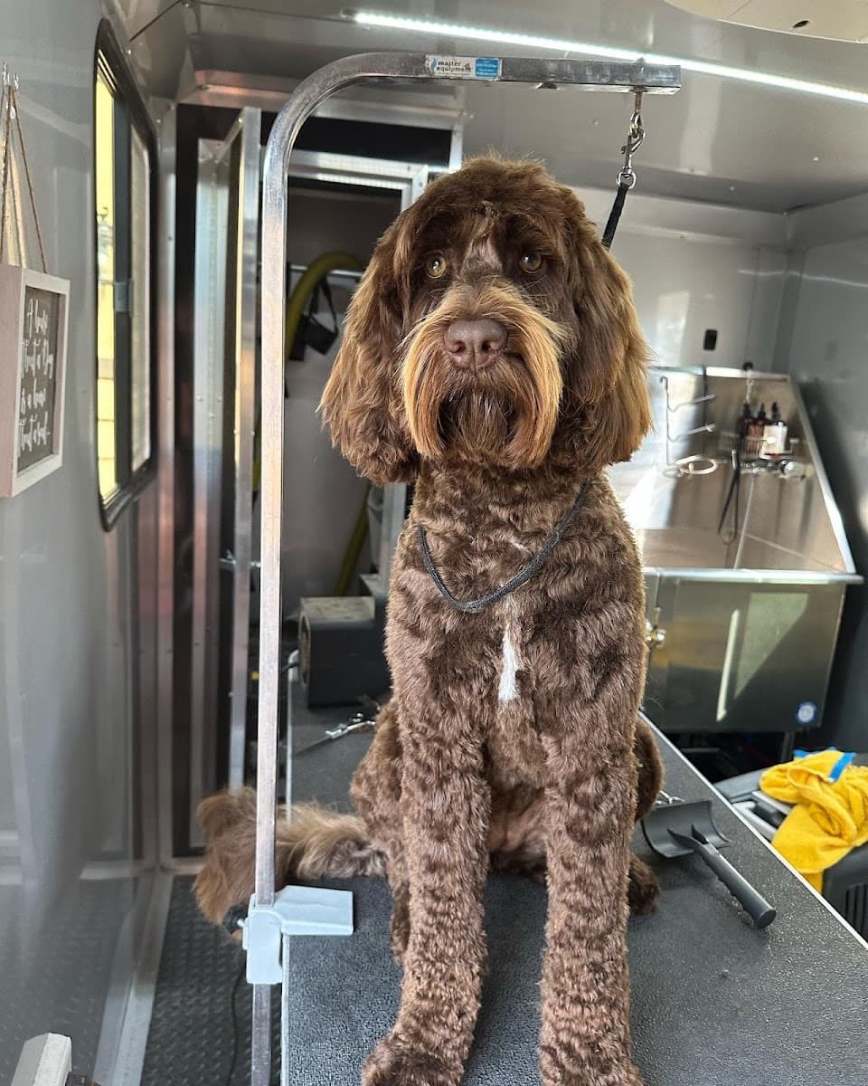 Dogs of Style Grooming Salon - Mobile Services (available) - Mobile dog grooming in Redmond, OR