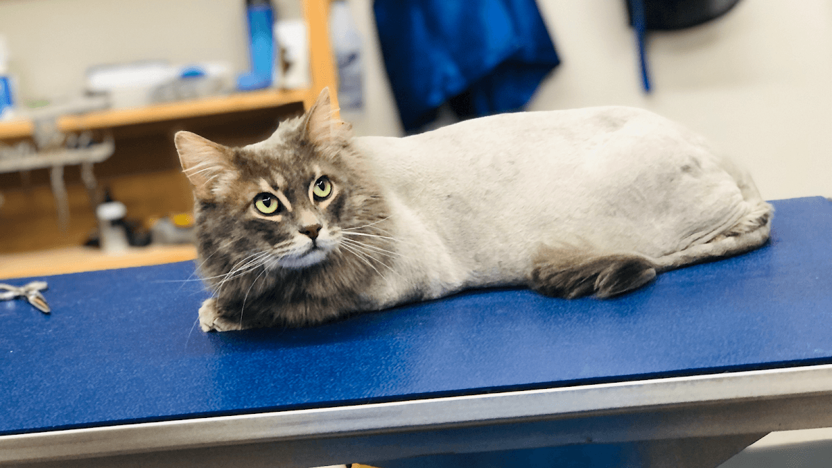 Ernestoââ¬â¢s Mobile Pet Grooming - Mobile dog grooming in Glendale, CA