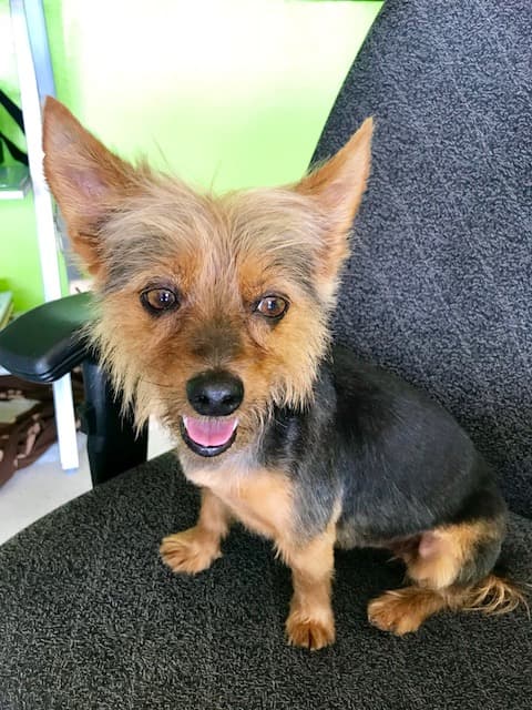 FAST N FURRIEST MOBILE GROOMING We Come To You - Mobile dog grooming in Gandeeville, WV