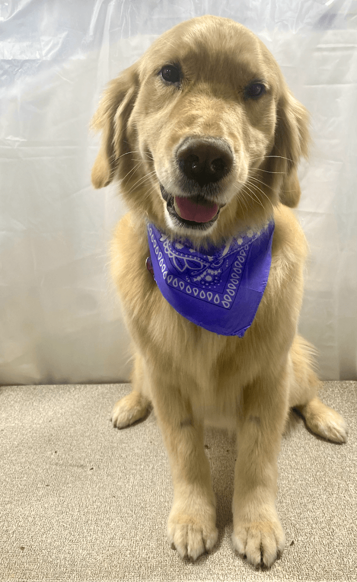 Fluffy Pet Wash Mobile Grooming Orlando - Mobile dog grooming in Winter Park, FL