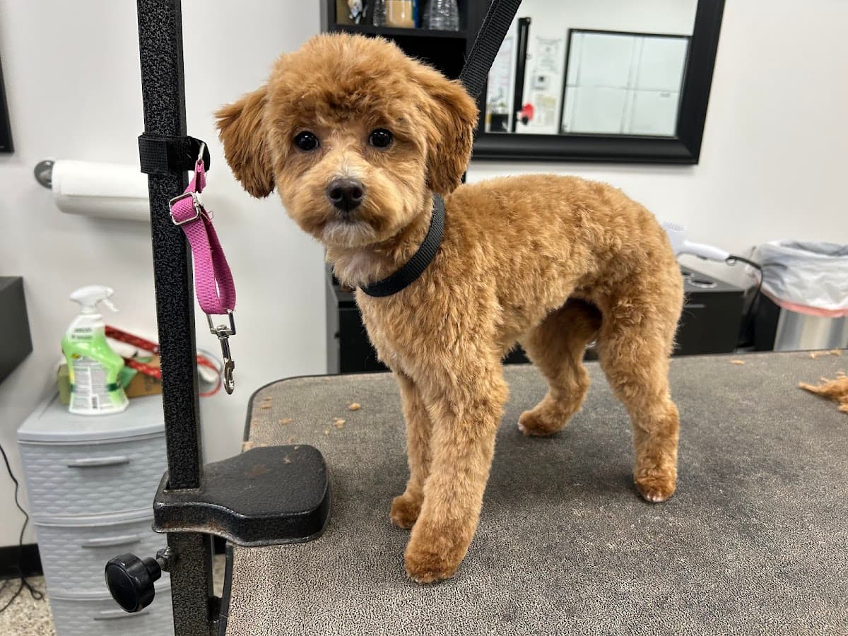 Freshcuts Salon & Mobile Dog Grooming logo