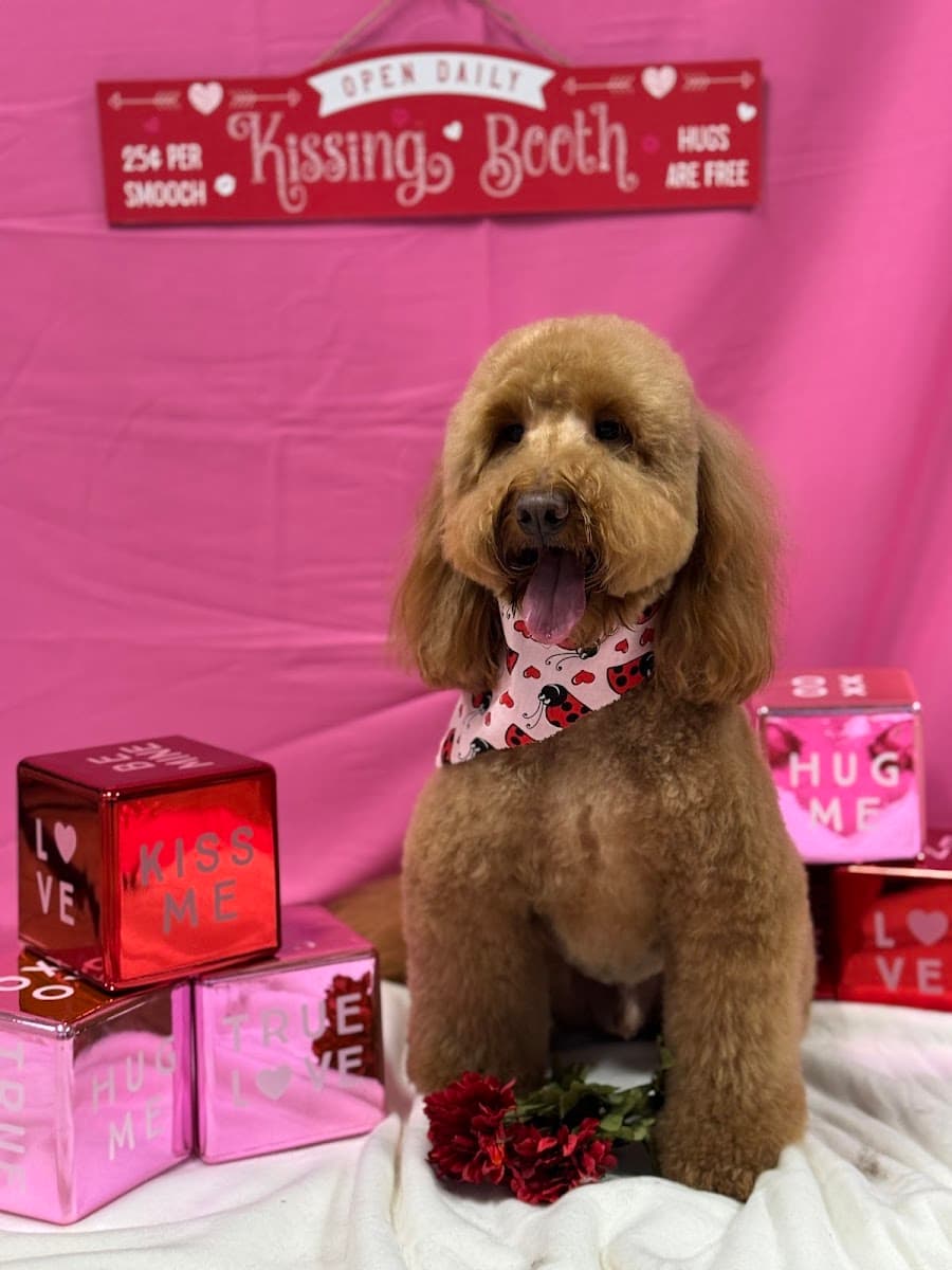 Friendswood Preppy Pets Salon and Mobile - Mobile dog grooming in Friendswood, TX