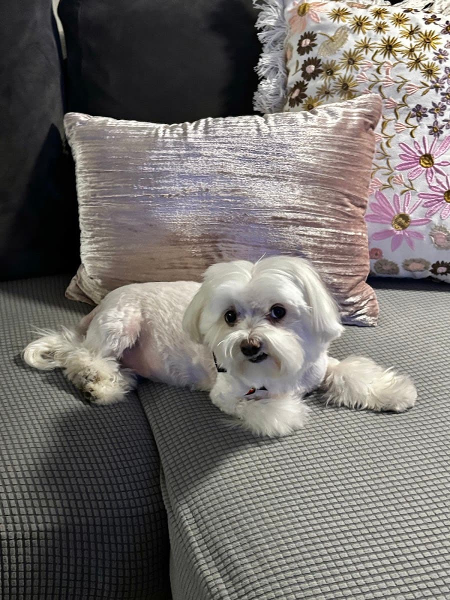 Furry Land Mobile Grooming Boston & Manchester - Mobile dog grooming in North Reading, MA