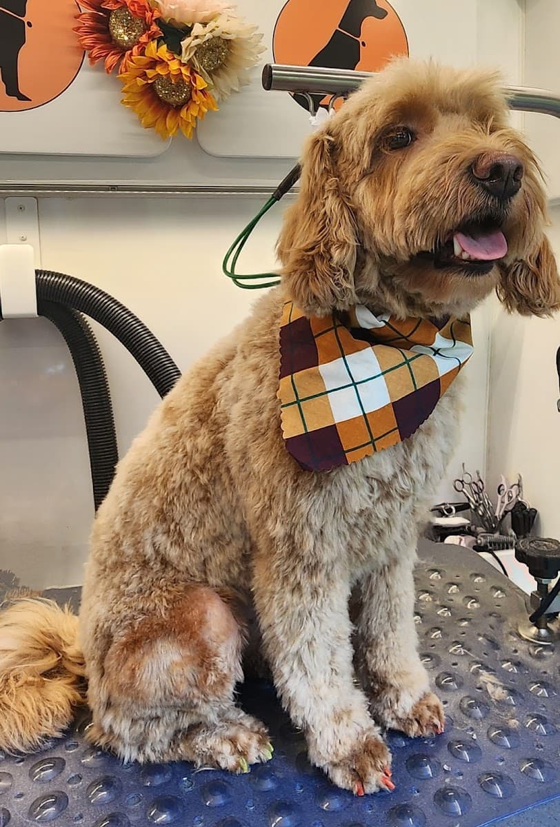 Furry Land Mobile Grooming Little Rock - Mobile dog grooming in Hot Springs, AR