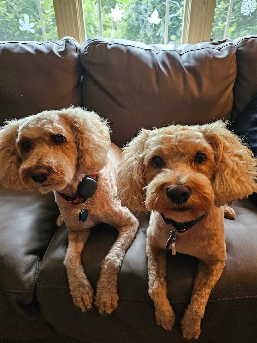 Furry Land Mobile Grooming Madison - Mobile dog grooming in North Freedom, WI