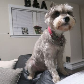 Furry Land Mobile Grooming Providence/New Bedford - Mobile dog grooming in Portsmouth, RHODE ISLAND