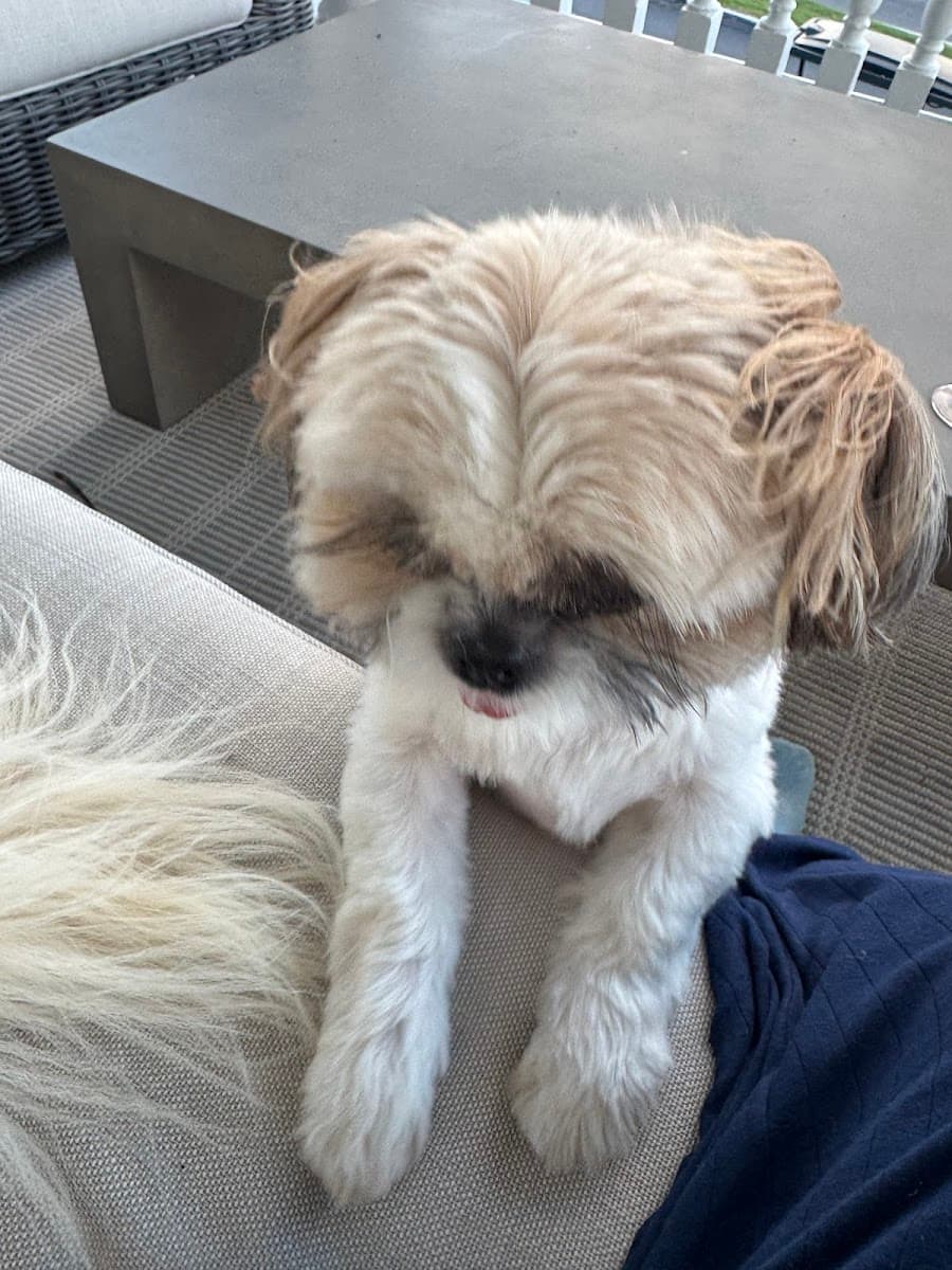 Furry Land Mobile Pet Grooming Charleston, SC - Mobile dog grooming in Goose Creek, SC