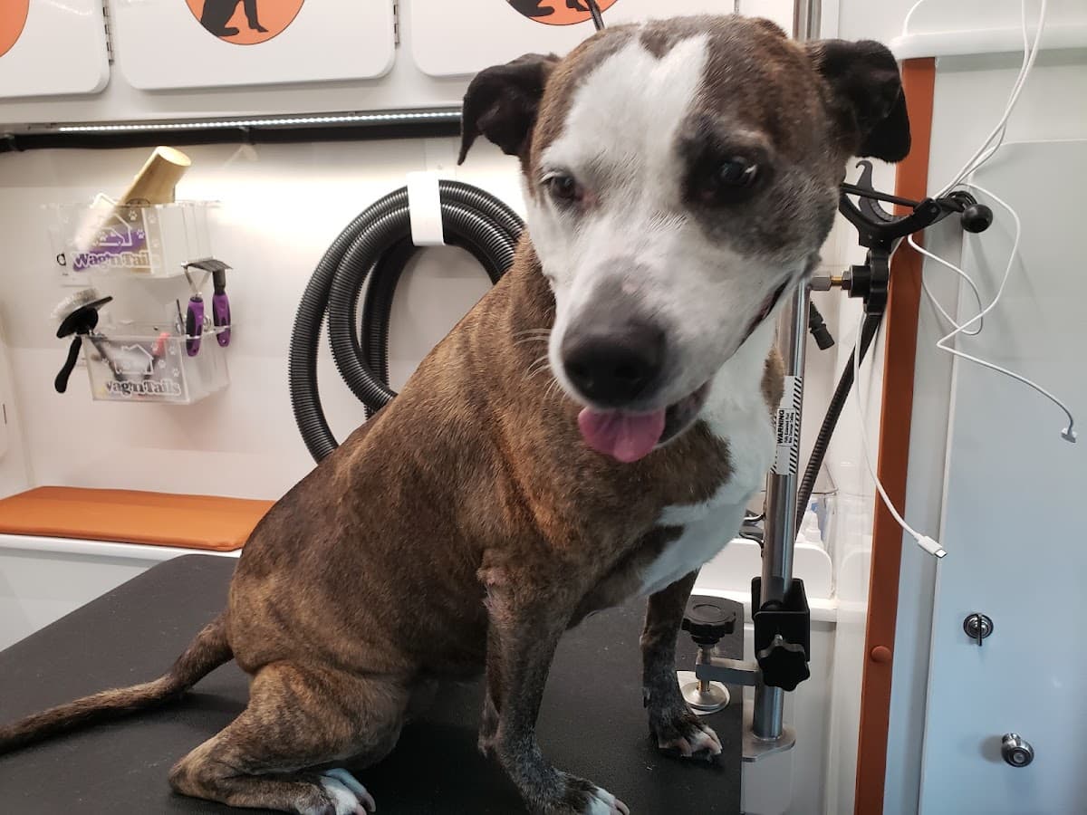 Furry Land Mobile Pet Grooming Cleveland + Akron + Canton + Surrounding Areas - Mobile dog grooming in Maple Heights, OH