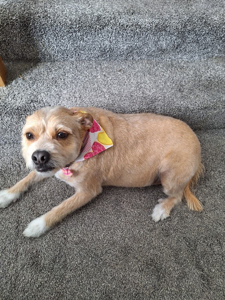 Furry Land Mobile Pet Grooming Kansas City - Mobile dog grooming in Kansas City, KS