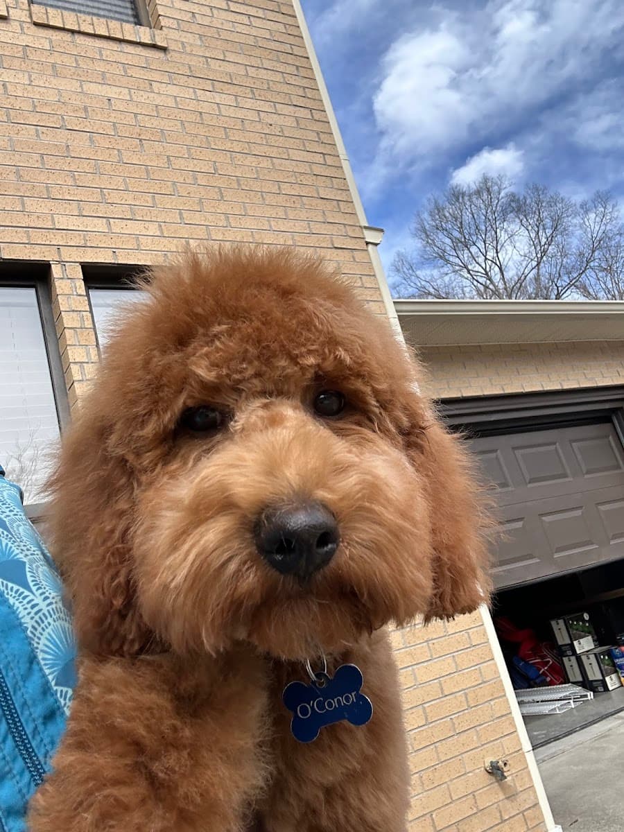 Furry Land Mobile Pet Grooming of Tri Cities of Tennessee - Mobile dog grooming in Hiltons, VA