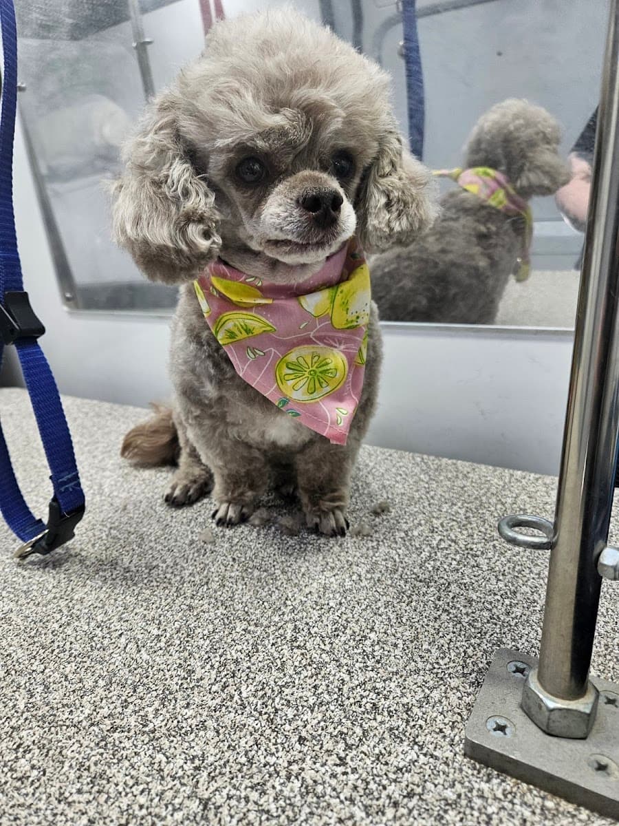 Furry Land Mobile Pet Grooming Portland - Mobile dog grooming in West Linn, OR