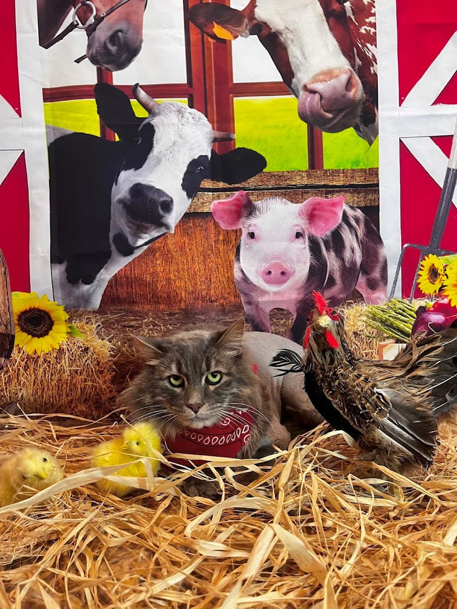 Grooming Zoomies Dog and Cat Grooming - Mobile dog grooming in Glendale Heights, IL