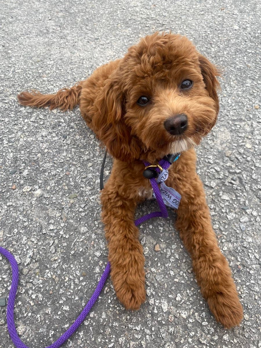 Happy Wags Lodge & Spa and Mobile Grooming - Mobile dog grooming in Johns Island, SC