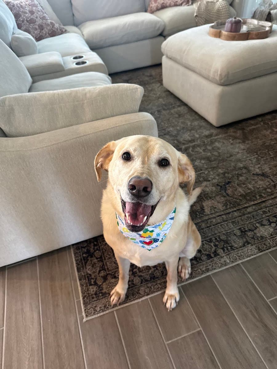 Hot Mess Pets Mobile Grooming and Nails - Mobile dog grooming in Universal City, TX