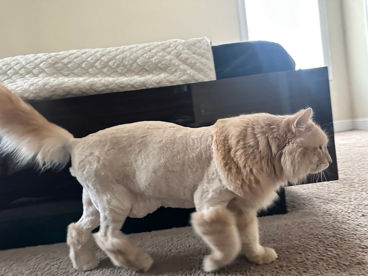 House Call Cat Grooming & Spa L.L.C. - Mobile dog grooming in Boston, MASSACHUSETTS