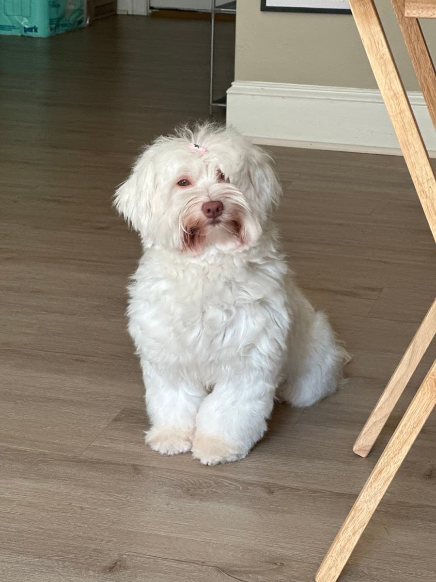 HydroDog Peachtree City - Mobile Pet Grooming - Mobile dog grooming in Sharpsburg, GA