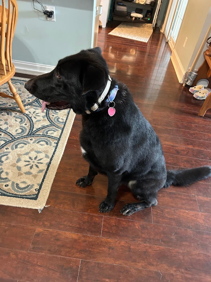 Kallis Pet Spa - Mobile Dog Grooming - Mobile dog grooming in Randleman, NC