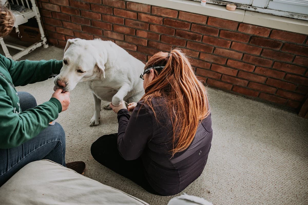 Kind Claws, LLC Mobile Veterinary Technician - Mobile dog grooming in White Oak, MI